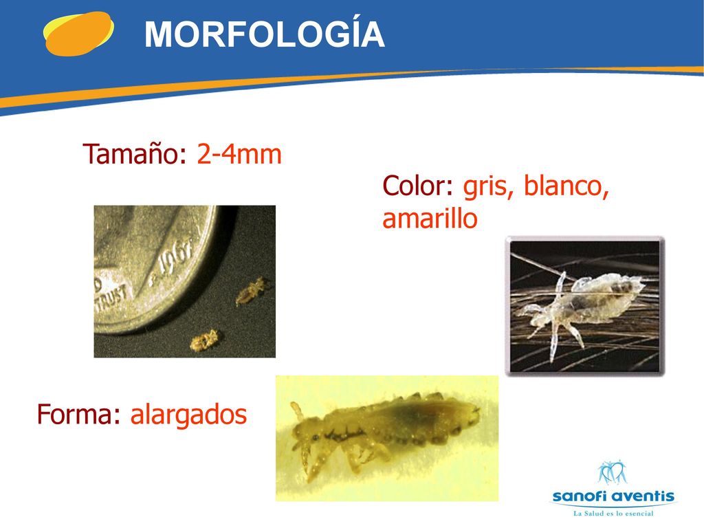 MORFOLOGÍA Tamaño: 2-4mm Color: gris, blanco, amarillo