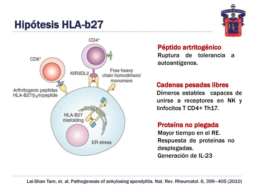 Antigen HLA B27 | staruri.ro