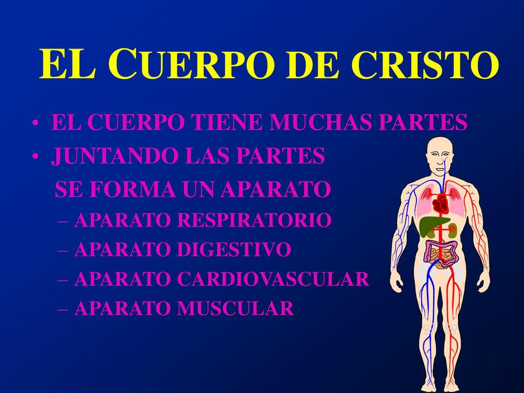 EL CUERPO DE CRISTO EL CUERPO TIENE MUCHAS PARTES JUNTANDO LAS PARTES