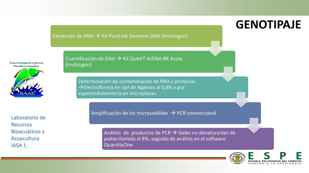 GENOTIPAJE Laboratorio de Recursos Bioacuáticos y Acuacultura IASA 1.