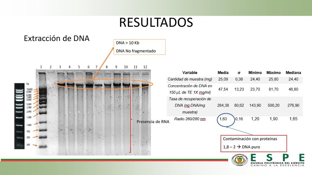 RESULTADOS Extracción de DNA DNA > 10 Kb DNA No fragmentado