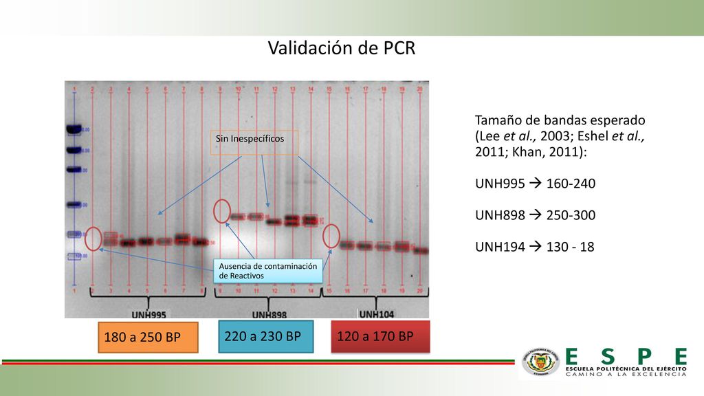 Validación de PCR Tamaño de bandas esperado (Lee et al., 2003; Eshel et al., 2011; Khan, 2011): UNH995 