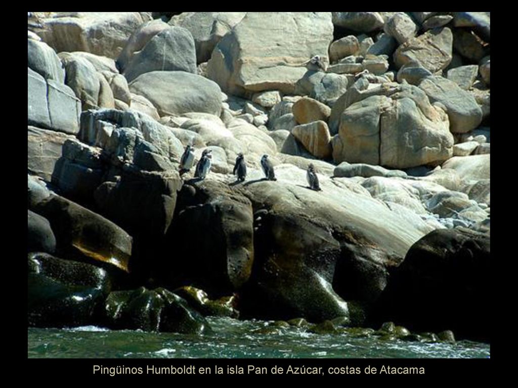 Pingüinos Humboldt en la isla Pan de Azúcar, costas de Atacama