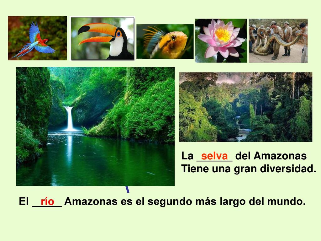 La ______ del Amazonas Tiene una gran diversidad. selva. El _____ Amazonas es el segundo más largo del mundo.