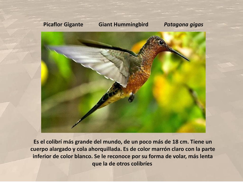 Picaflor Gigante Giant Hummingbird. Patagona gigas.