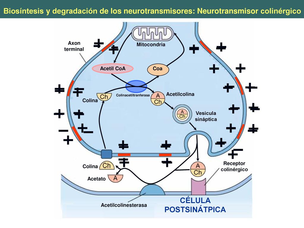 Biosíntesis y degradación de los neurotransmisores: Neurotransmisor colinérgico