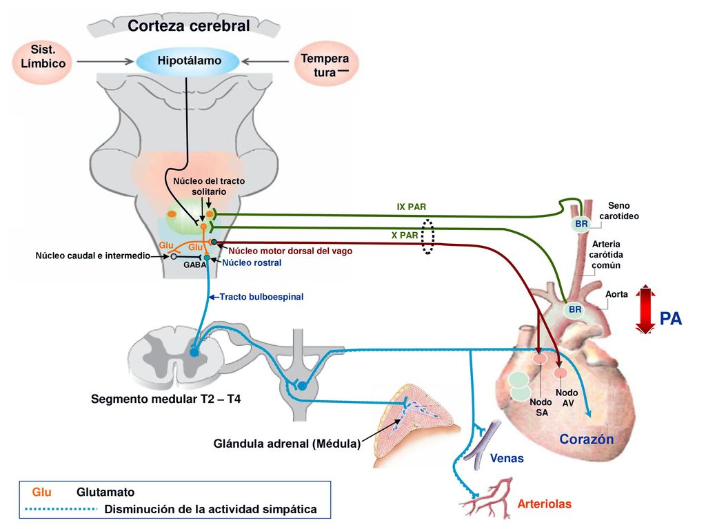 PA Corteza cerebral Corazón Sist. Límbico Hipotálamo Tempera tura