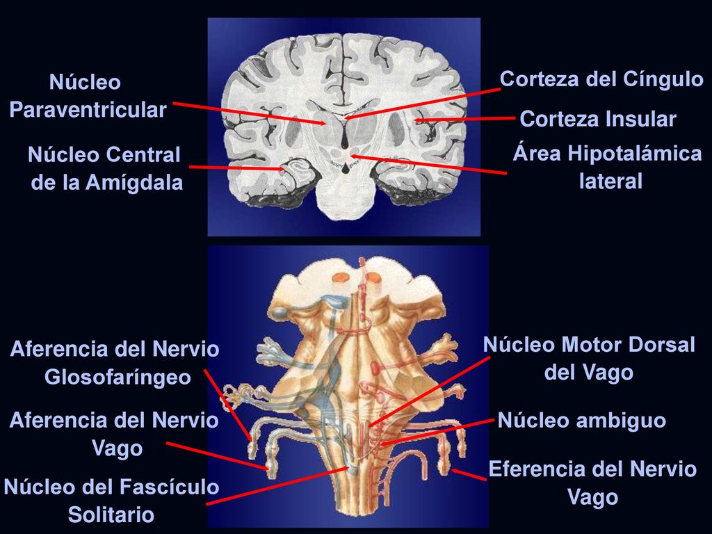 Núcleo Paraventricular. Corteza del Cíngulo. Corteza Insular. Núcleo Central. de la Amígdala. Área Hipotalámica.