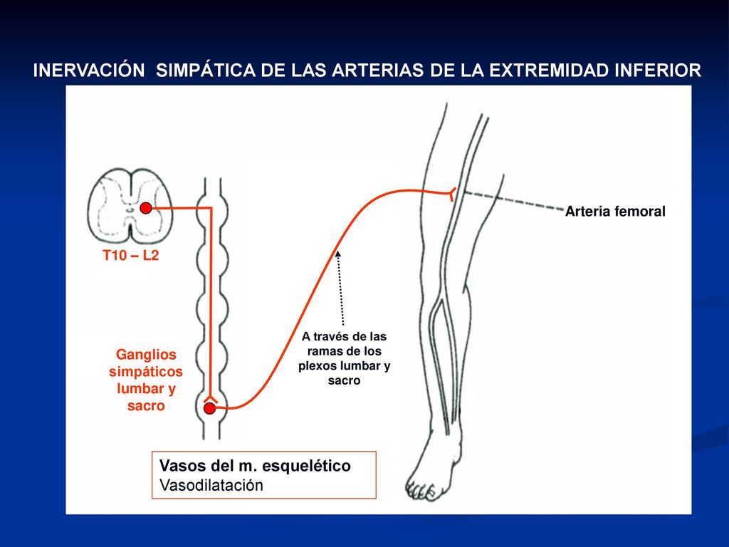 A través de las ramas de los plexos lumbar y sacro