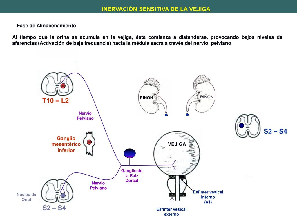 T10 – L2 S2 – S4 S2 – S4 INERVACIÓN SENSITIVA DE LA VEJIGA