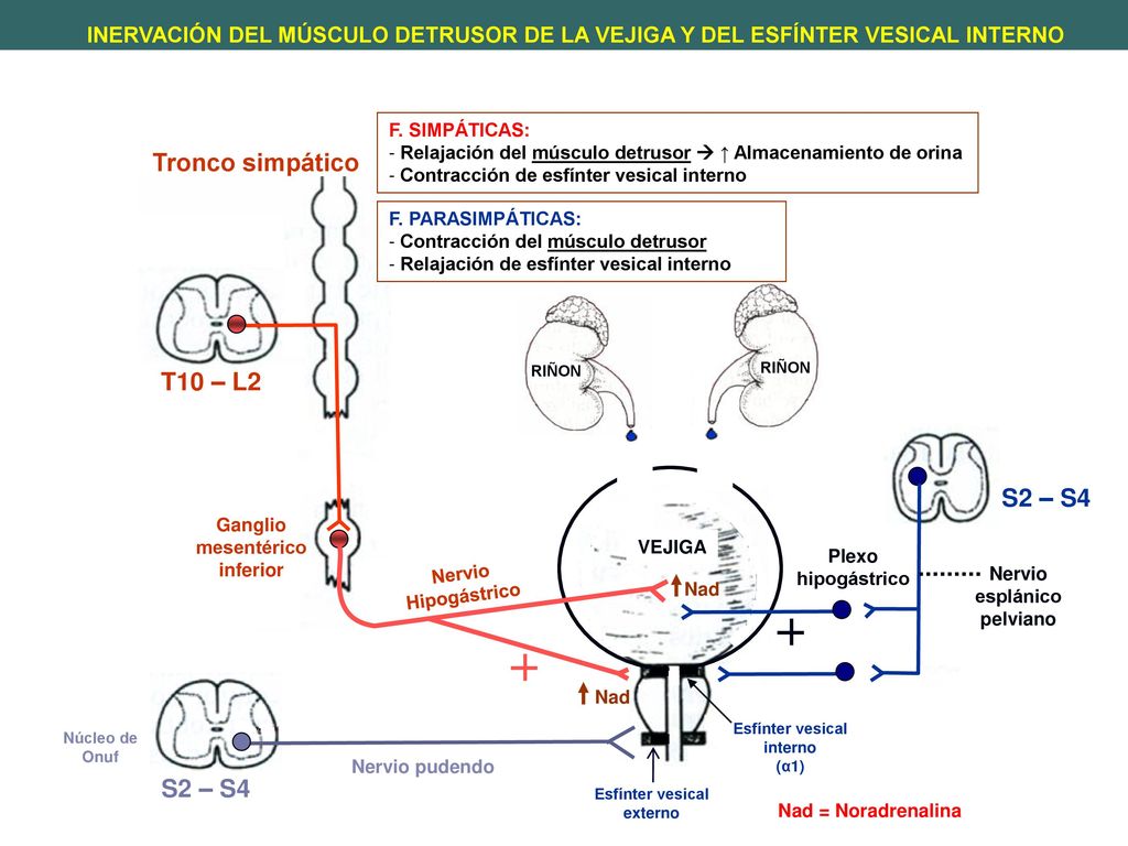 Tronco simpático T10 – L2 S2 – S4 S2 – S4