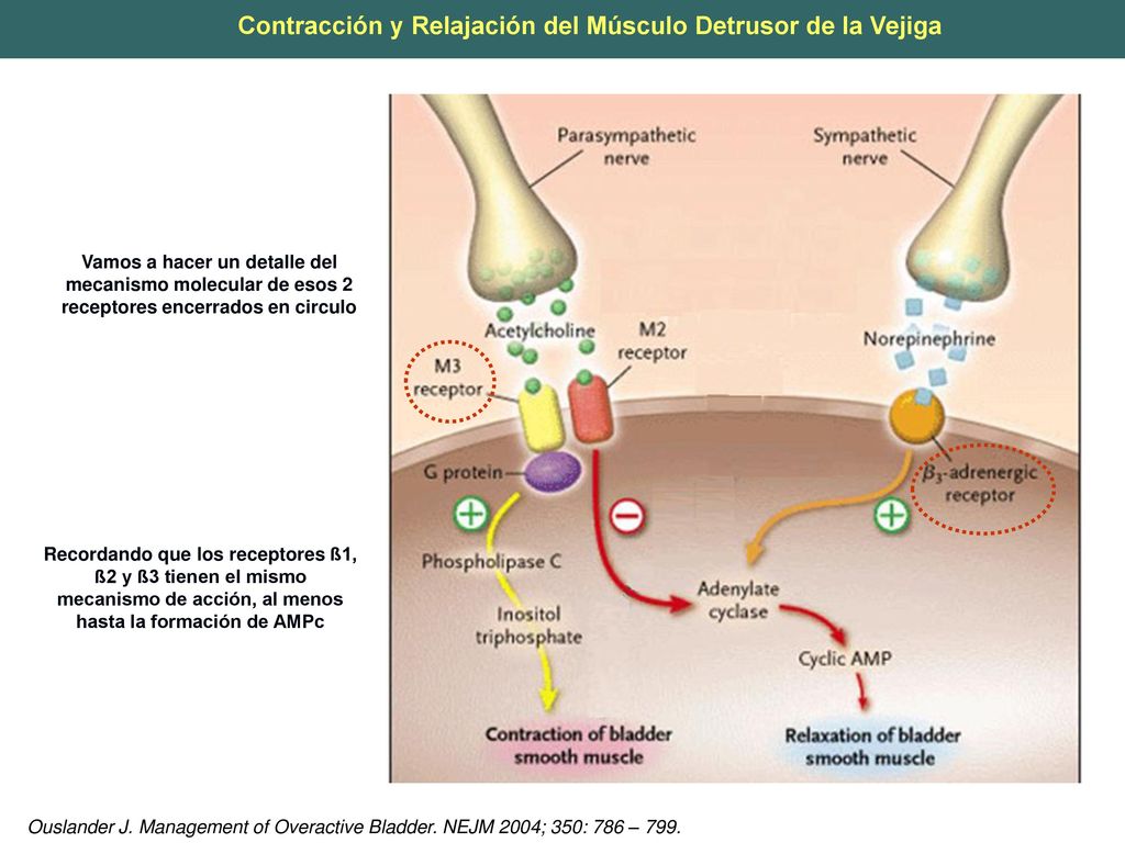 Contracción y Relajación del Músculo Detrusor de la Vejiga