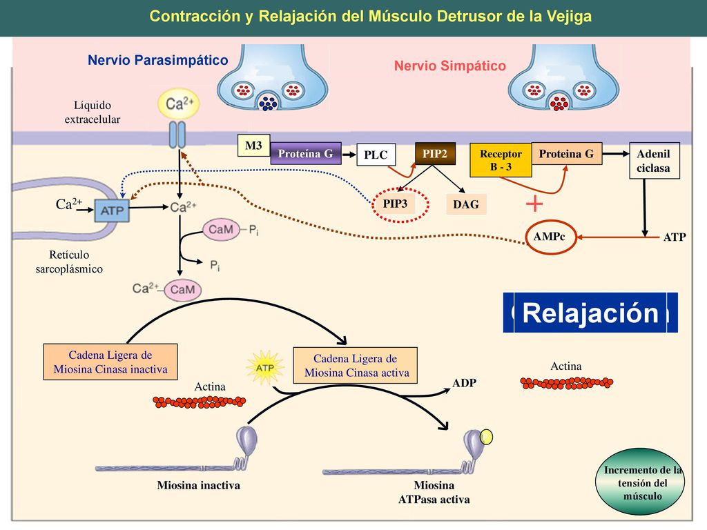 Contracción y Relajación del Músculo Detrusor de la Vejiga