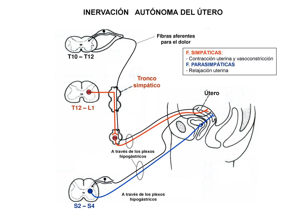 Fibras aferentes para el dolor A través de los plexos hipogástricos