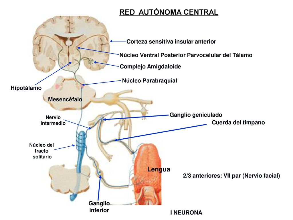 RED AUTÓNOMA CENTRAL Lengua Corteza sensitiva insular anterior