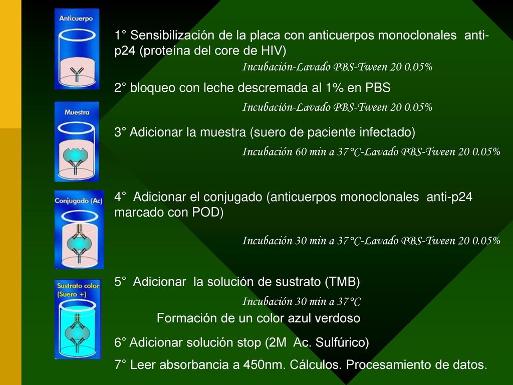 1° Sensibilización de la placa con anticuerpos monoclonales anti-p24 (proteína del core de HIV)