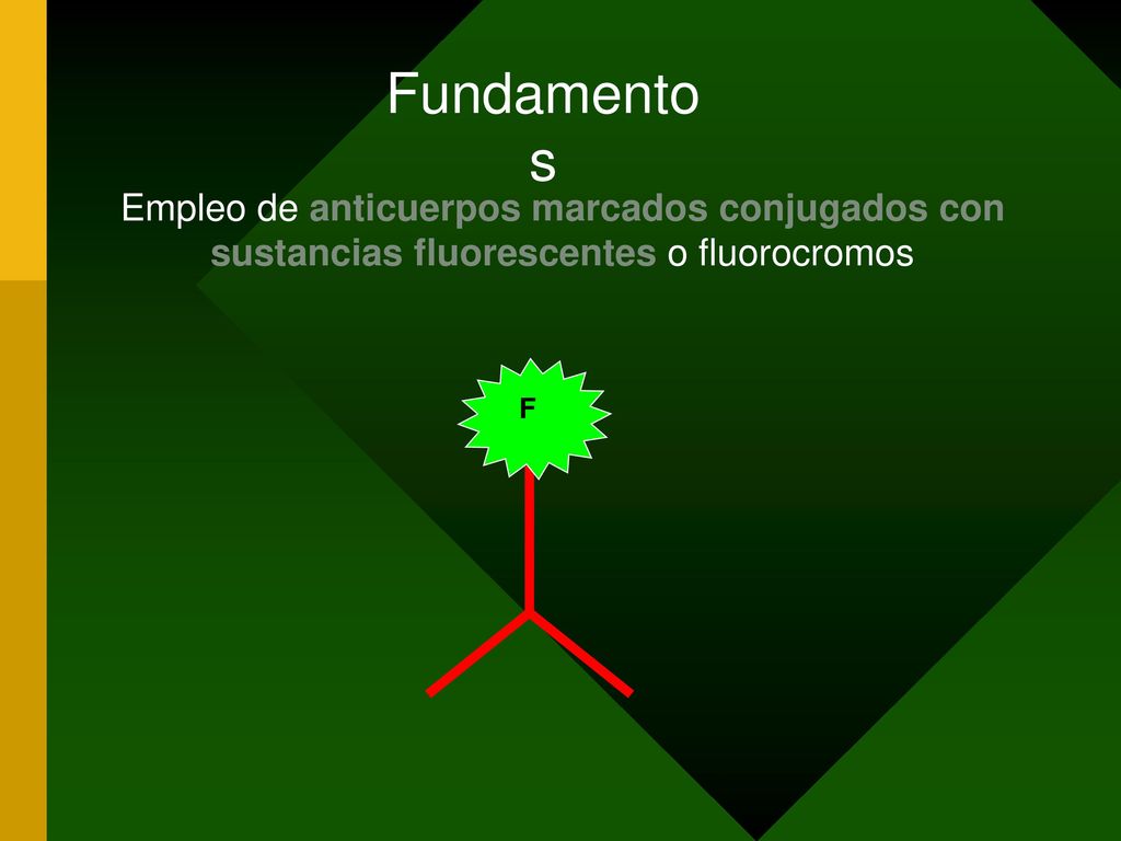 Fundamentos Empleo de anticuerpos marcados conjugados con sustancias fluorescentes o fluorocromos F
