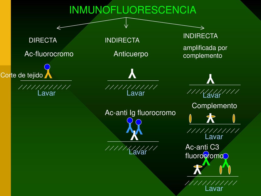 Y Y Y Y Y Y Y Y Y Y INMUNOFLUORESCENCIA Ac-fluorocromo Anticuerpo