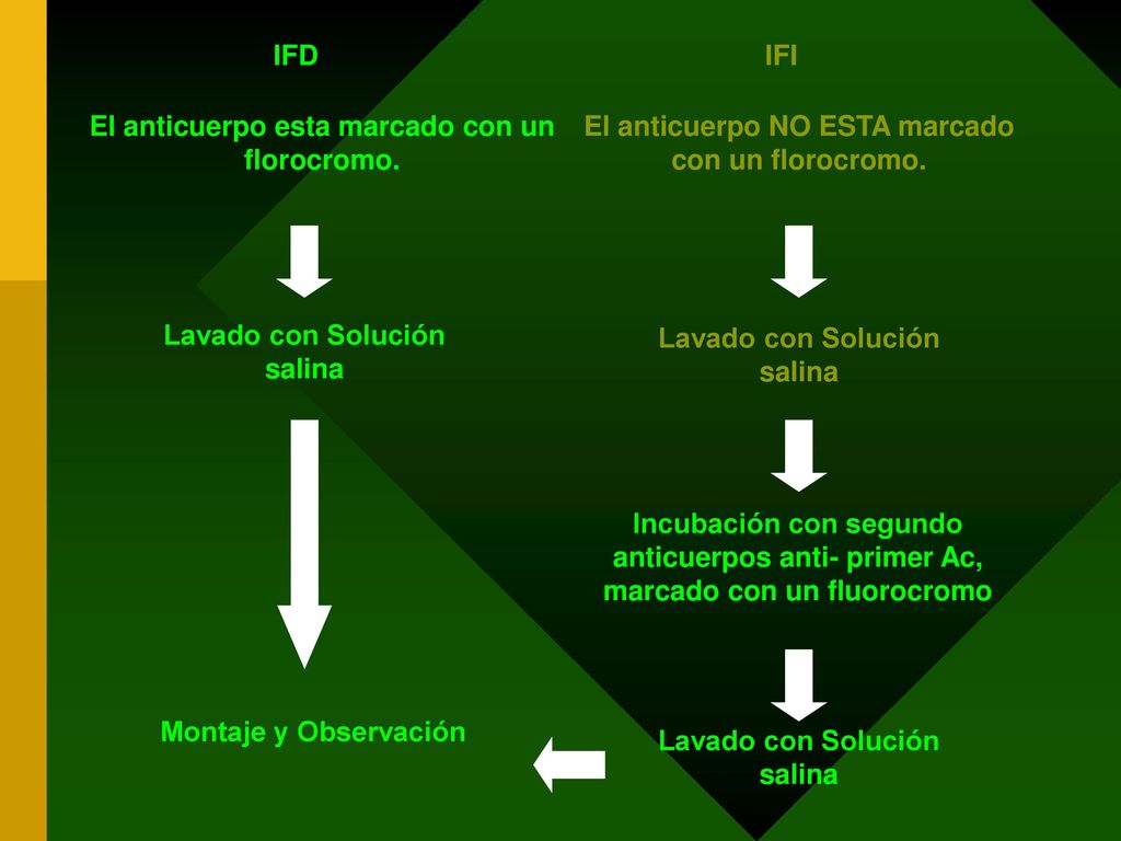 El anticuerpo esta marcado con un florocromo.
