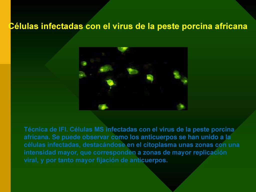 Células infectadas con el virus de la peste porcina africana