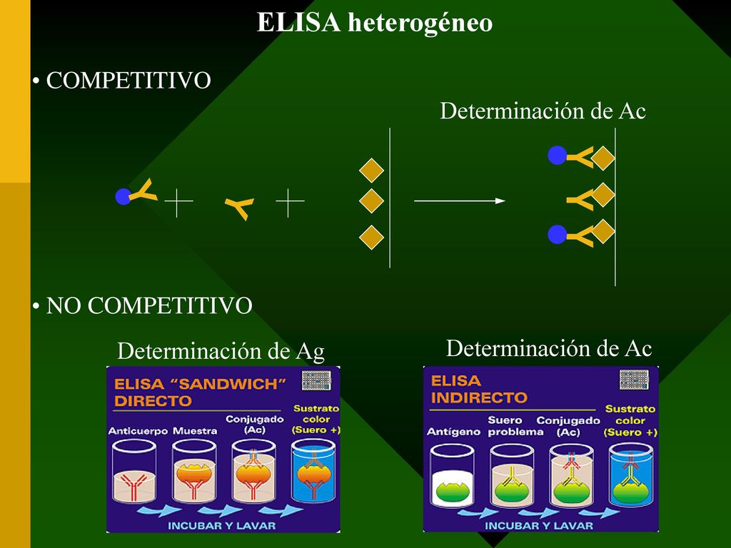 Y Y Y Y Y ELISA heterogéneo COMPETITIVO Determinación de Ac