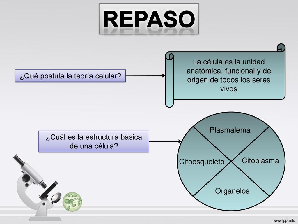 repaso La célula es la unidad anatómica, funcional y de origen de todos los seres vivos. ¿Qué postula la teoría celular