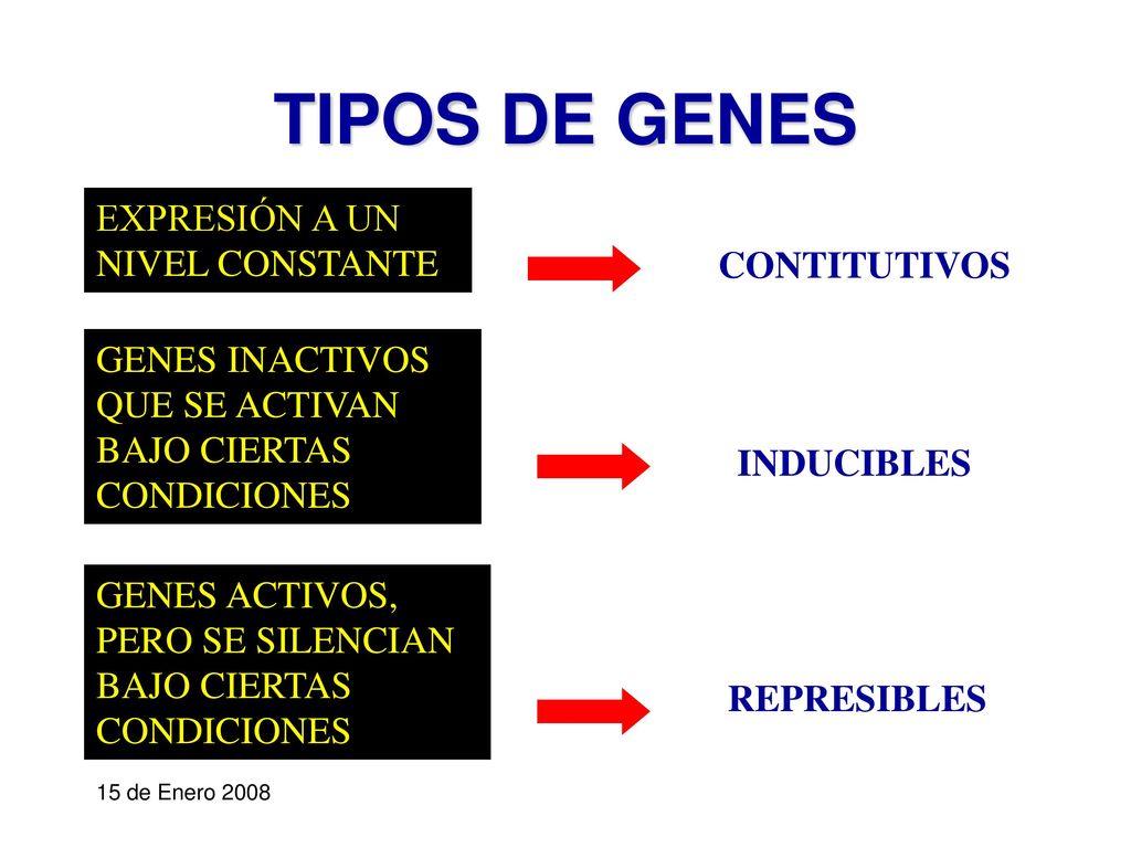 TIPOS DE GENES EXPRESIÓN A UN NIVEL CONSTANTE CONTITUTIVOS