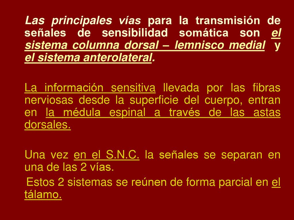 Las principales vías para la transmisión de señales de sensibilidad somática son el sistema columna dorsal – lemnisco medial y el sistema anterolateral.