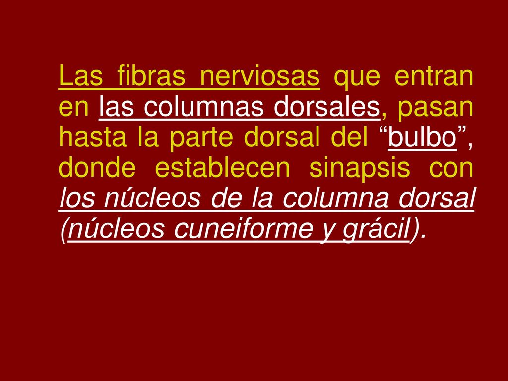 Las fibras nerviosas que entran en las columnas dorsales, pasan hasta la parte dorsal del bulbo , donde establecen sinapsis con los núcleos de la columna dorsal (núcleos cuneiforme y grácil).