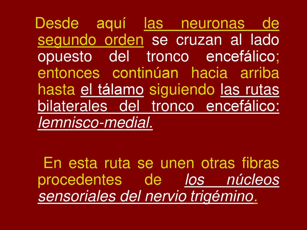 Desde aquí las neuronas de segundo orden se cruzan al lado opuesto del tronco encefálico; entonces continúan hacia arriba hasta el tálamo siguiendo las rutas bilaterales del tronco encefálico: lemnisco-medial.
