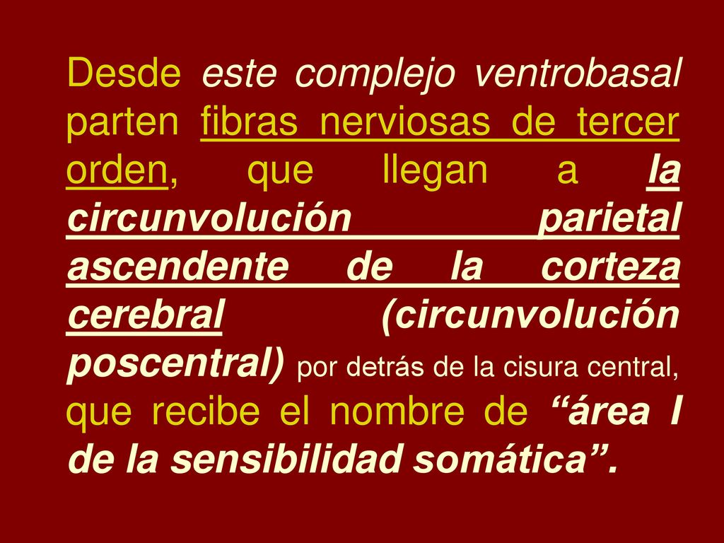 Desde este complejo ventrobasal parten fibras nerviosas de tercer orden, que llegan a la circunvolución parietal ascendente de la corteza cerebral (circunvolución poscentral) por detrás de la cisura central, que recibe el nombre de área I de la sensibilidad somática .