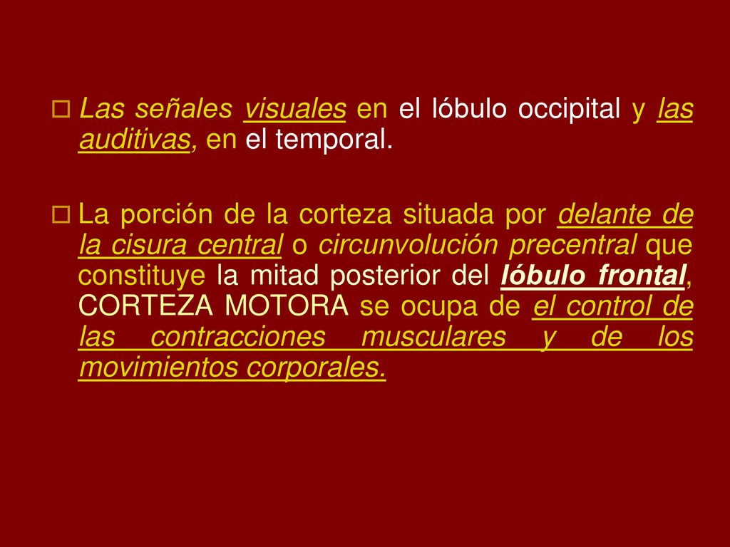 Las señales visuales en el lóbulo occipital y las auditivas, en el temporal.
