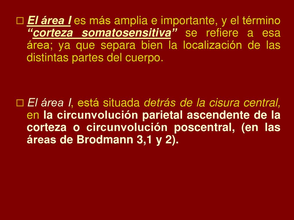 El área I es más amplia e importante, y el término corteza somatosensitiva se refiere a esa área; ya que separa bien la localización de las distintas partes del cuerpo.
