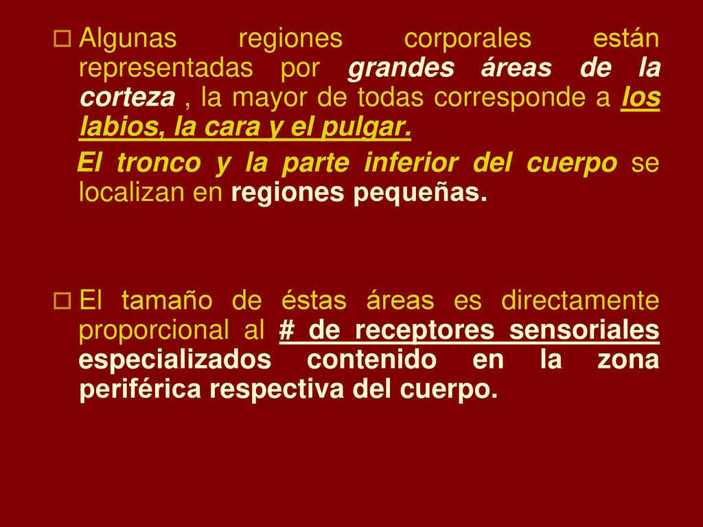 Algunas regiones corporales están representadas por grandes áreas de la corteza , la mayor de todas corresponde a los labios, la cara y el pulgar.