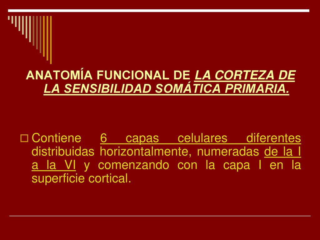 ANATOMÍA FUNCIONAL DE LA CORTEZA DE LA SENSIBILIDAD SOMÁTICA PRIMARIA.