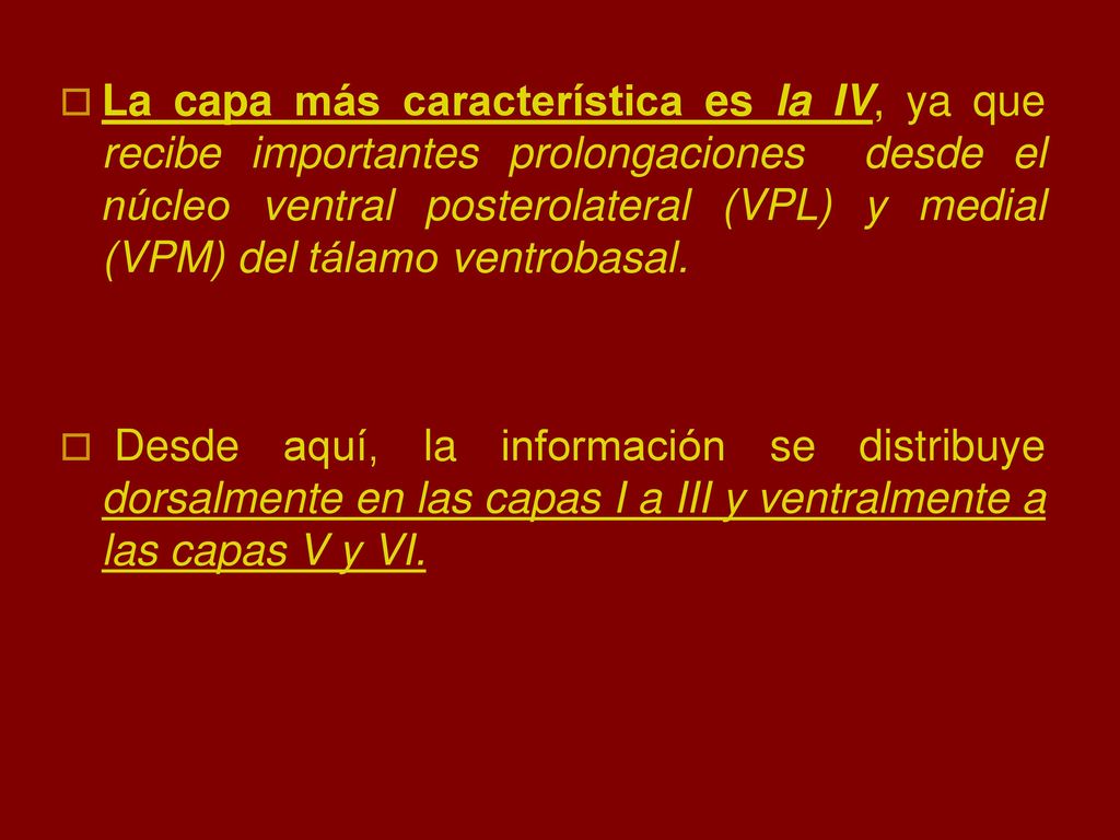 La capa más característica es la IV, ya que recibe importantes prolongaciones desde el núcleo ventral posterolateral (VPL) y medial (VPM) del tálamo ventrobasal.