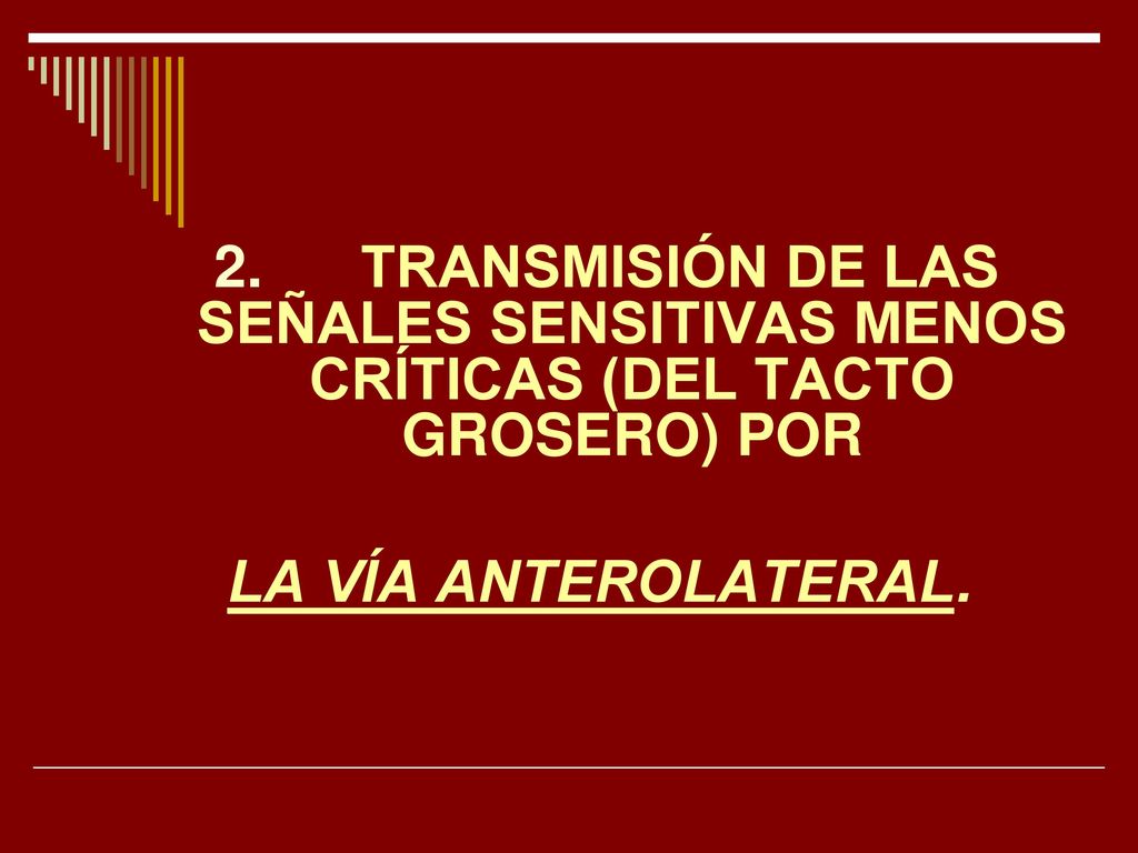 2. TRANSMISIÓN DE LAS SEÑALES SENSITIVAS MENOS CRÍTICAS (DEL TACTO GROSERO) POR