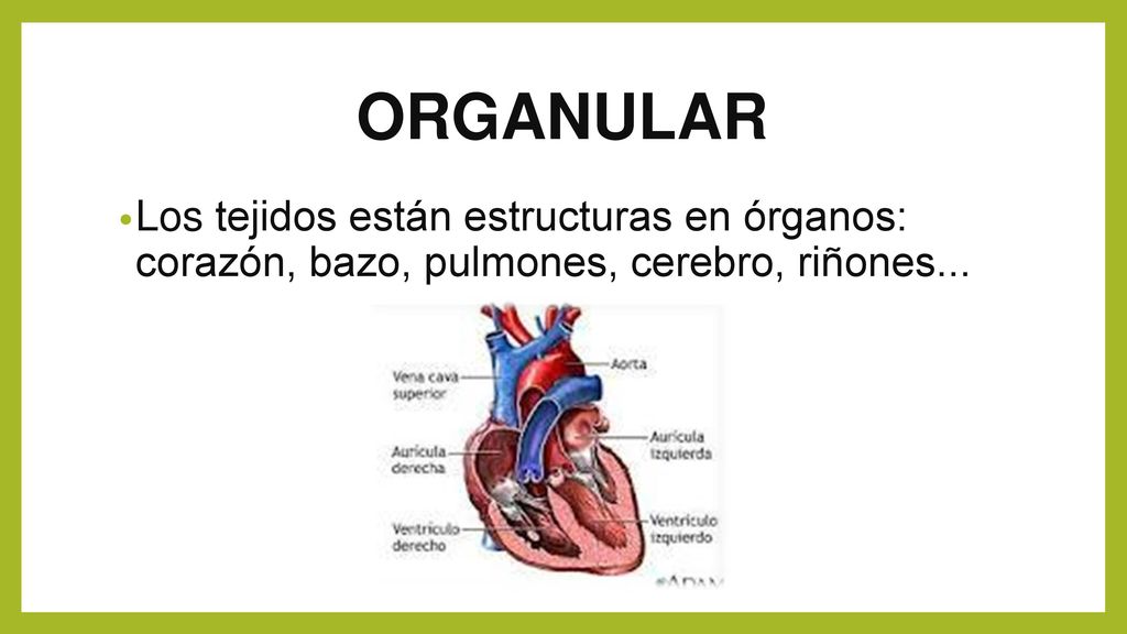 ORGANULAR Los tejidos están estructuras en órganos: corazón, bazo, pulmones, cerebro, riñones...