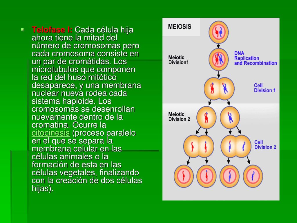Telofase I: Cada célula hija ahora tiene la mitad del número de cromosomas pero cada cromosoma consiste en un par de cromátidas.