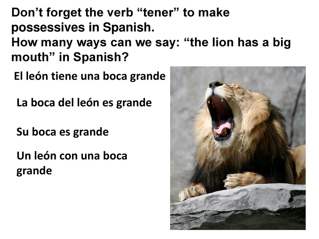 Don’t forget the verb tener to make possessives in Spanish.