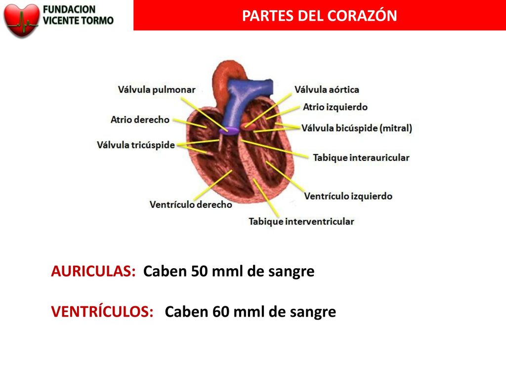 PARTES DEL CORAZÓN AURICULAS: Caben 50 mml de sangre VENTRÍCULOS: Caben 60 mml de sangre