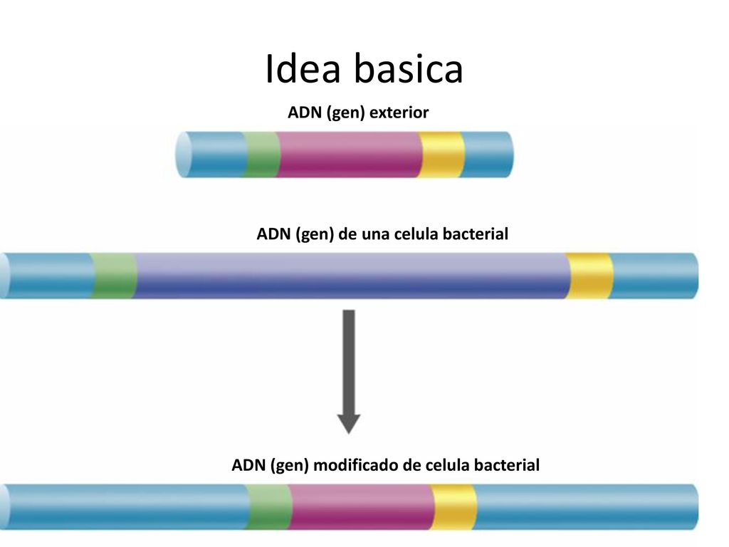 Idea basica ADN (gen) exterior ADN (gen) de una celula bacterial