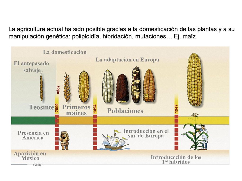 La agricultura actual ha sido posible gracias a la domesticación de las plantas y a su manipulación genética: poliploidía, hibridación, mutaciones… Ej.