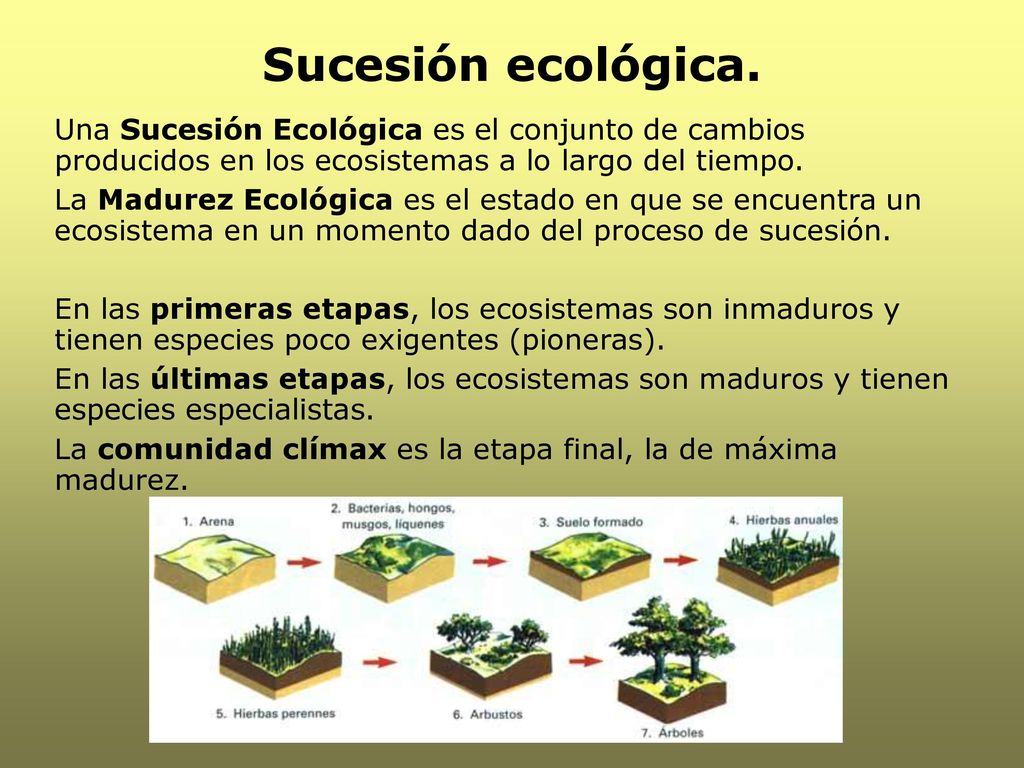 Sucesión ecológica. Una Sucesión Ecológica es el conjunto de cambios producidos en los ecosistemas a lo largo del tiempo.