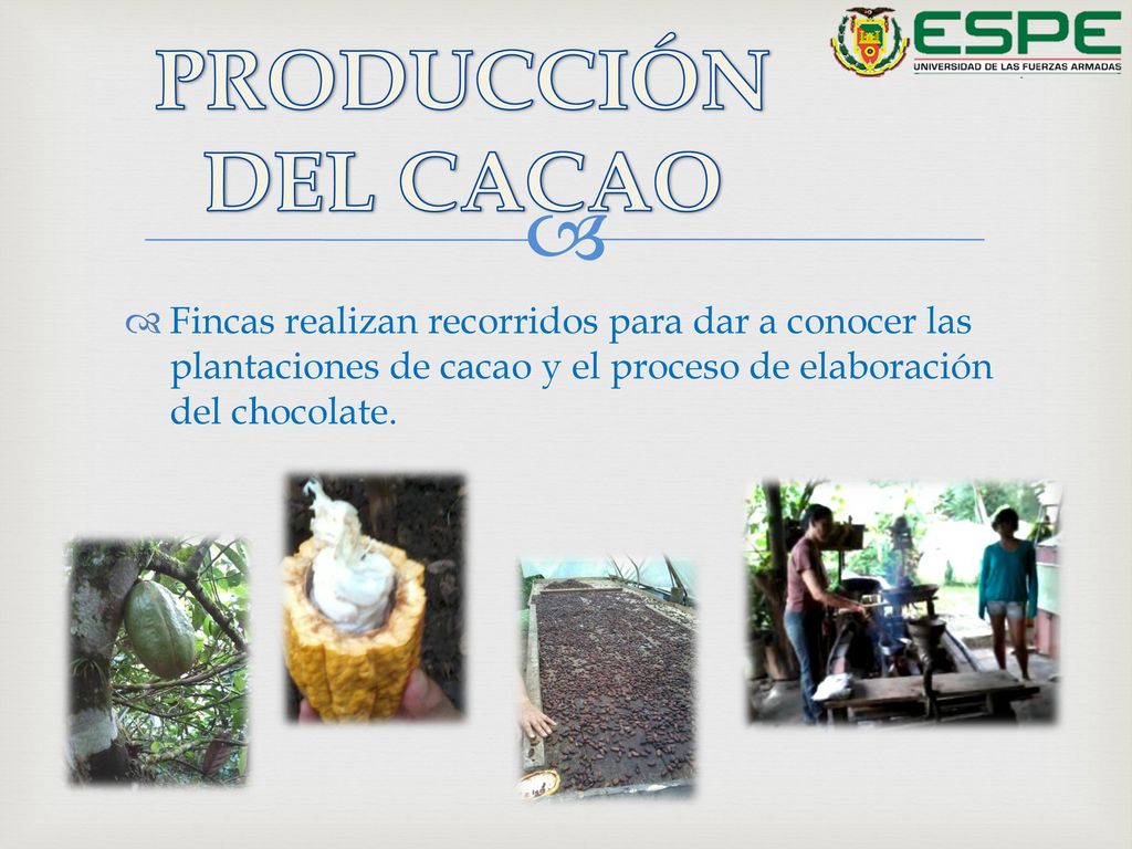 PRODUCCIÓN DEL CACAO Fincas realizan recorridos para dar a conocer las plantaciones de cacao y el proceso de elaboración del chocolate.