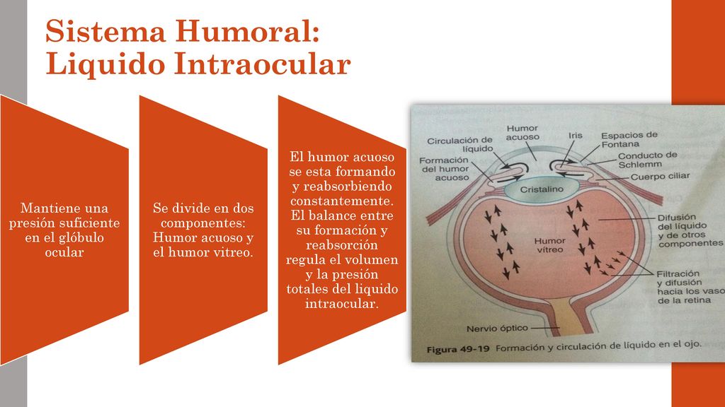 Téléchargement gratuit Images Fisiologia De La Vision Ppt Descargar dernière salutations