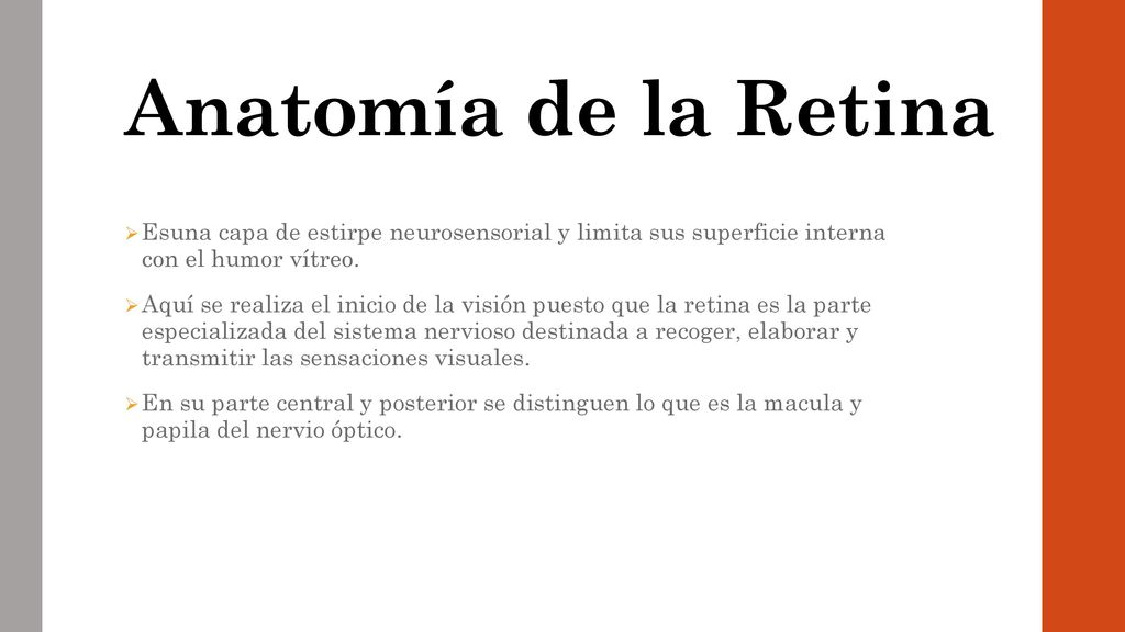 Anatomía de la Retina Esuna capa de estirpe neurosensorial y limita sus superficie interna con el humor vítreo.