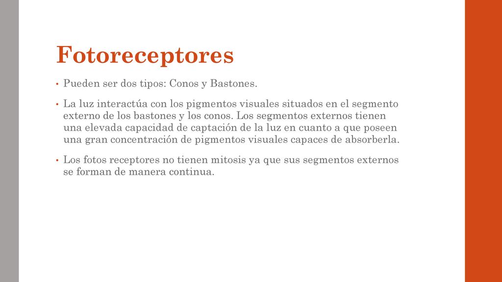Fotoreceptores Pueden ser dos tipos: Conos y Bastones.