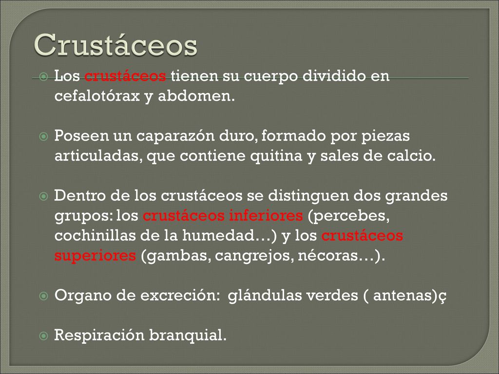 Crustáceos Los crustáceos tienen su cuerpo dividido en cefalotórax y abdomen.