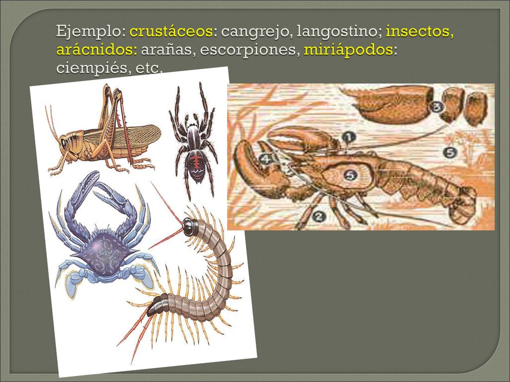 Ejemplo: crustáceos: cangrejo, langostino; insectos, arácnidos: arañas, escorpiones, miriápodos: ciempiés, etc.